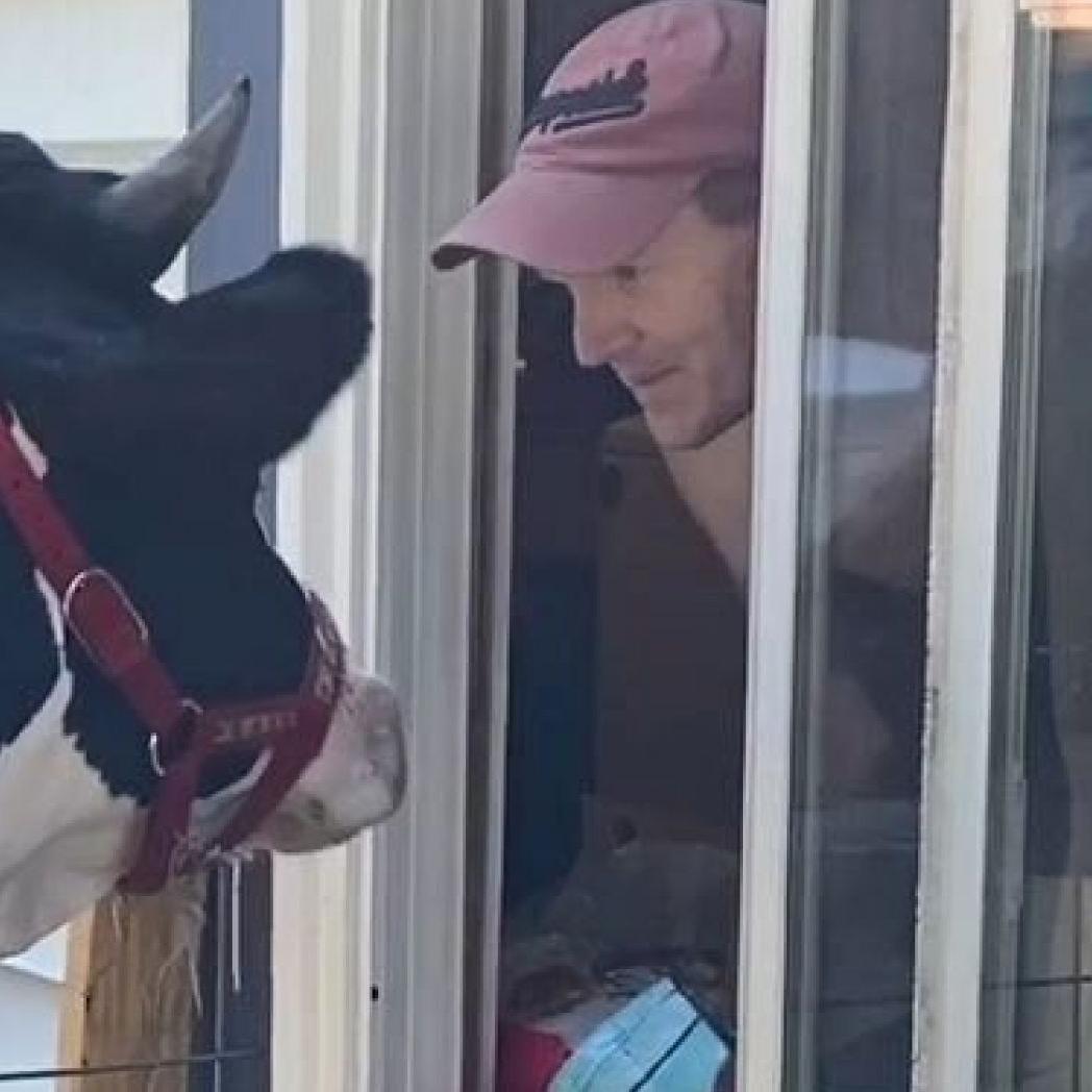 jenna the cow 8-3-20 fox news.jpg